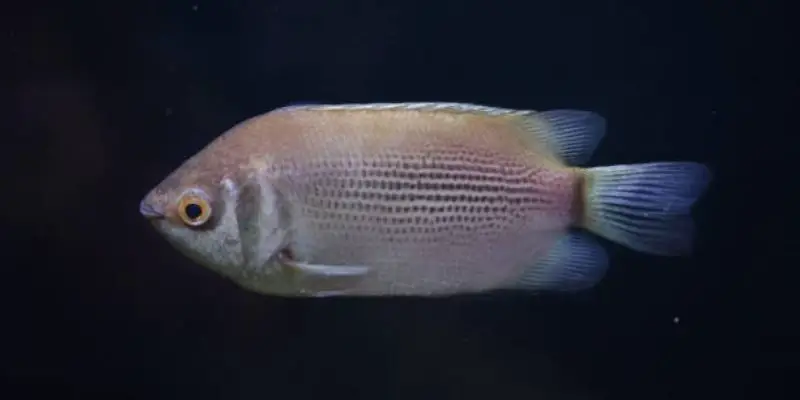 4 Ways To Care For A Kissing Gourami