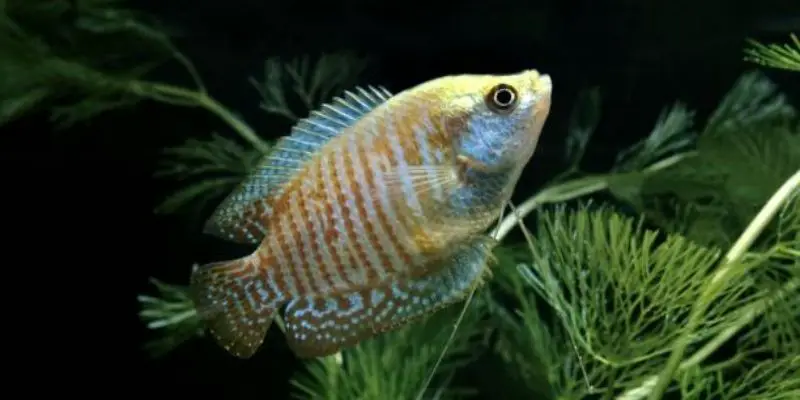 Are Dwarf Gourami Cold Water Fish?