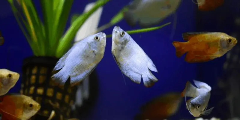 Are Dwarf Gouramis Compatible with Tetras?