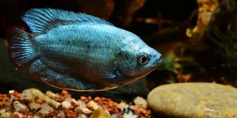 Are Dwarf Gouramis OK by Themselves?