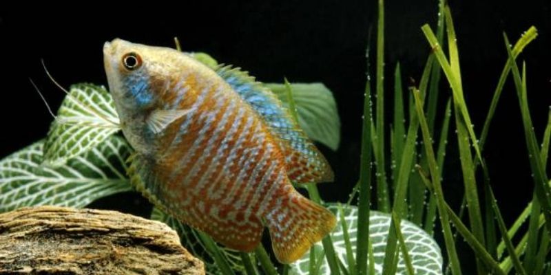 Are Dwarf Gouramis Schooling Fish?