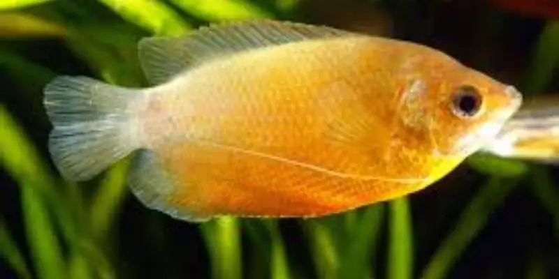 Are Dwarf Gouramis Tropical Fish?
