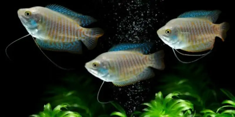 Are Dwarf Gouramis an Active Fish?