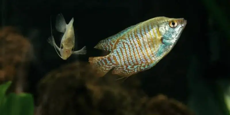Are Gouramis Aggressive Fish?
