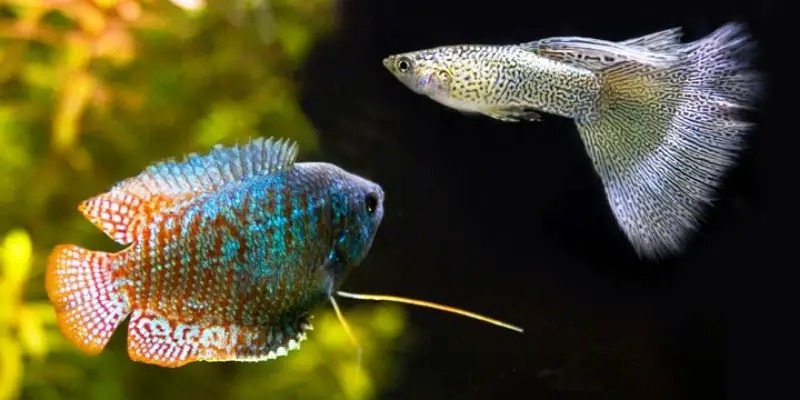 Are Guppies and Dwarf Gouramis Compatible with Eachother