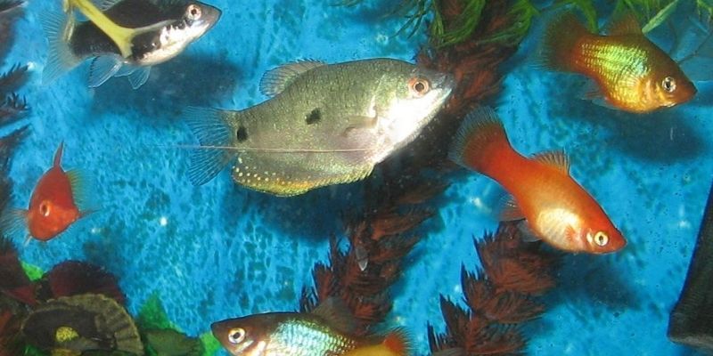 Are Three Spot Gourami Bully Fish?