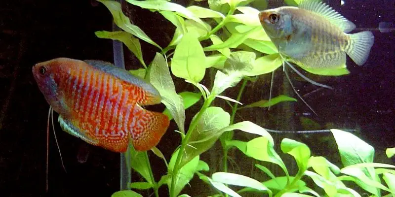 Can Dwarf Gouramis Crossbreed With Other Kinds of Fish?