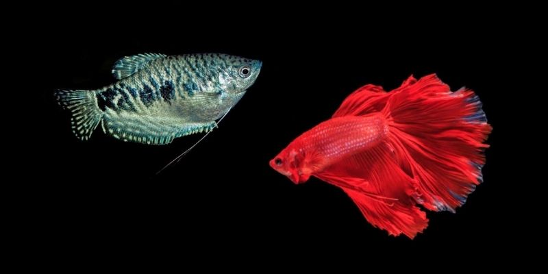 Can Three Spot Gourami and Betta Live Together?