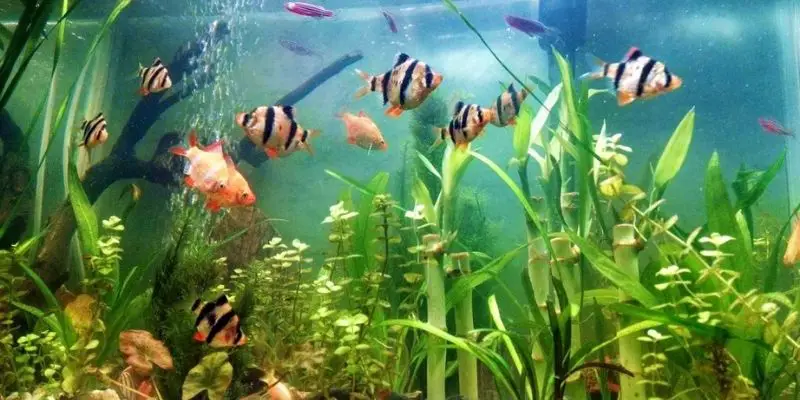 Can Three Spot Gourami and Tiger Barbs live together?