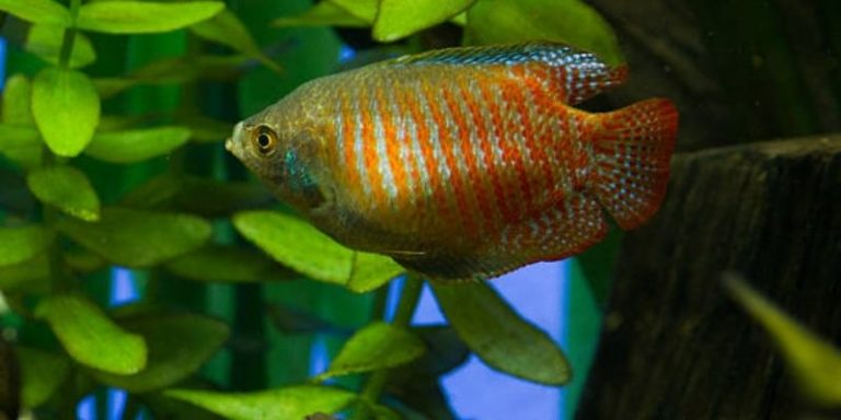 Do Dwarf Gouramis Eat Plants?