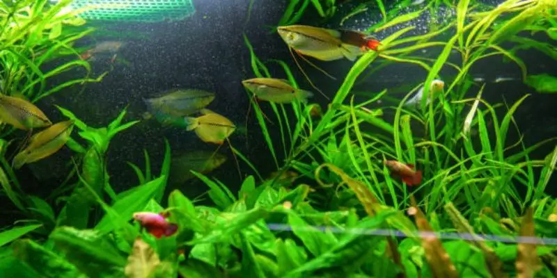Dwarf Gourami: How to choose the right one?