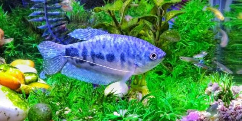 How Long Are Gourami Fish Pregnant For?