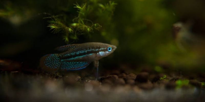 How Many Sparkling Gourami in 10 Gallon? (Beginners Guide)