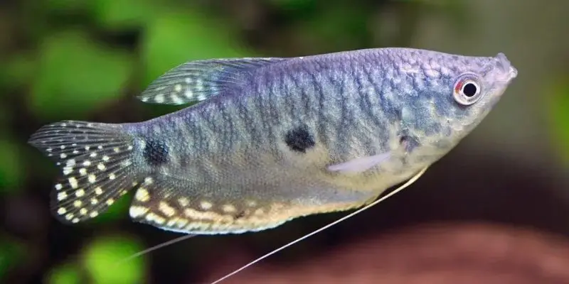 How to Breed Three Spot Gourami? (My Personal Method)