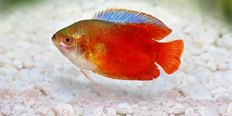 How to Tell If a Dwarf Gourami Is Male or Female