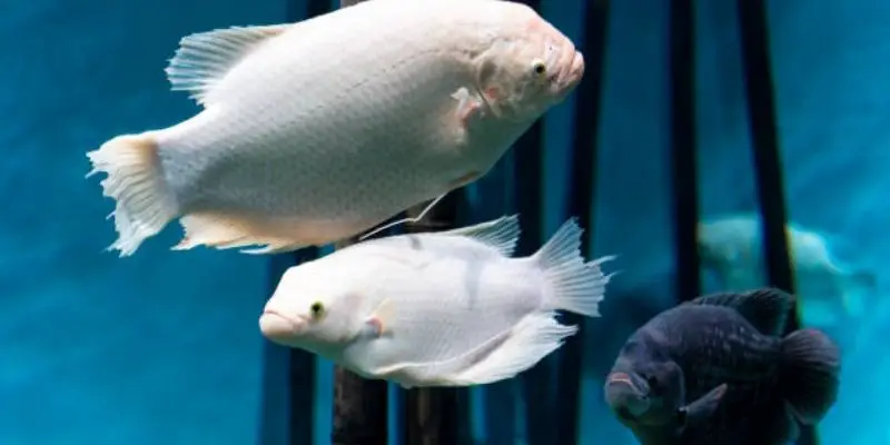 How to Tell If a Gourami Is Male or Female?