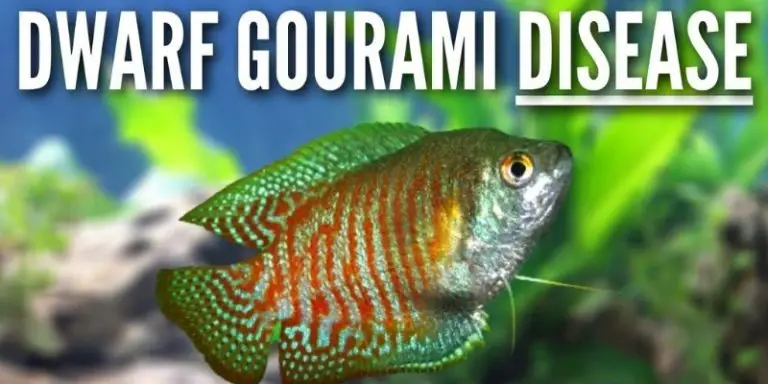 How to Treat Dwarf Gourami Disease? Non-Medical Advice