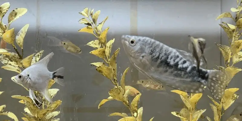 Is Dwarf Gourami Compatible with Angelfish