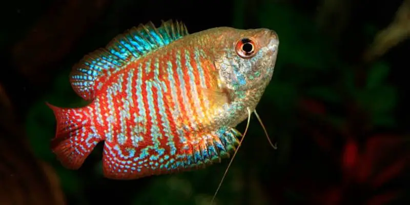 Is Dwarf Gourami Disease Contagious to Other Fish?