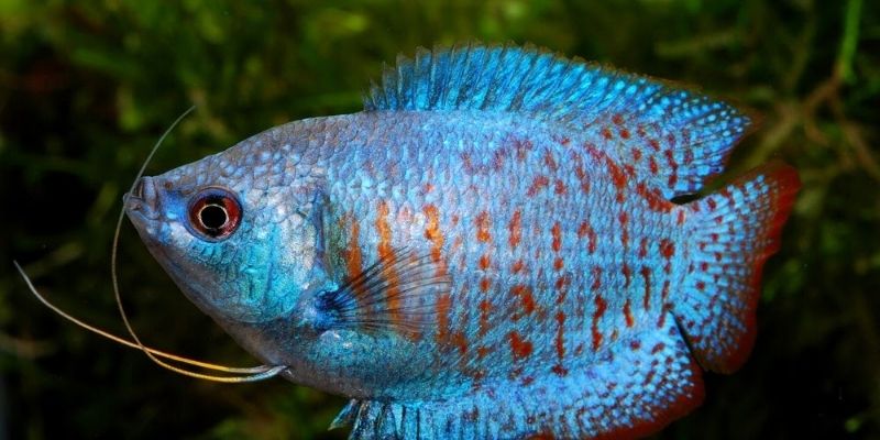Is Dwarf Gourami Iridovirus Contagious To Fish?