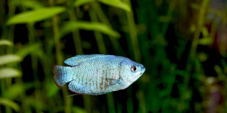 The Complete Guide to Dwarf Gourami Breeding 2022