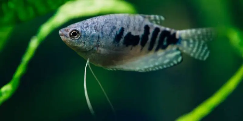 Things You Need To Know About Your Blue Gourami