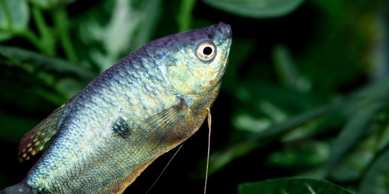 Three Spot Gourami Tank Size And Water Parameters