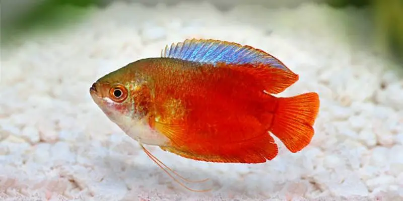 What Are Dwarf Gouramis? Diet, Care, Breed, Tank Mates