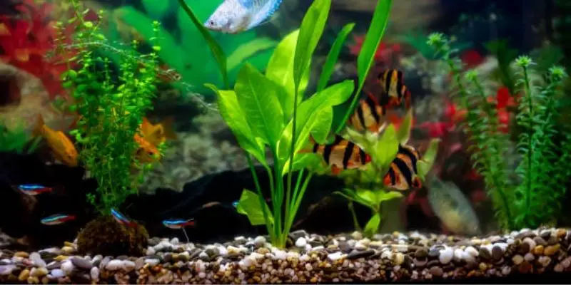 What Are the Best Fish for a 5 Gallon Tank?
