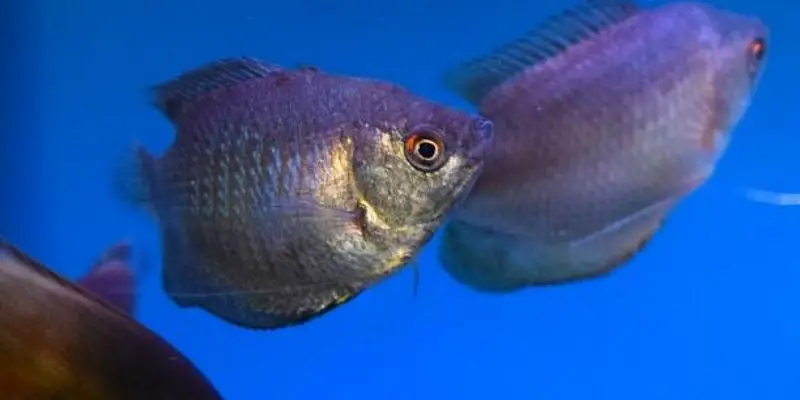 What Fish Can Live with Dwarf Gourami?