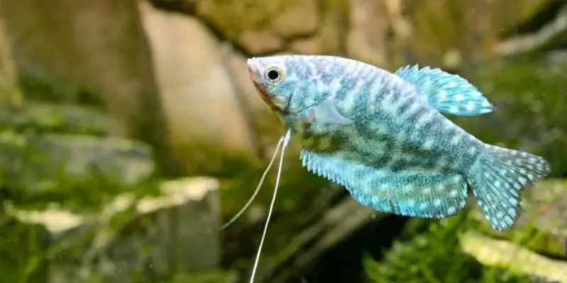What to Do If Your Blue Gourami Gets Aggressive?