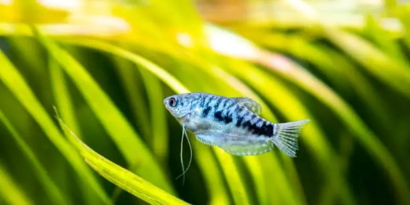 Where Are Gourami Fish From?