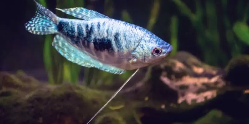 Why Is My Blue Gourami Changing Color?