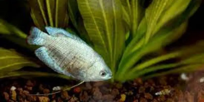 Why Is My Dwarf Gourami Laying on Its Side?