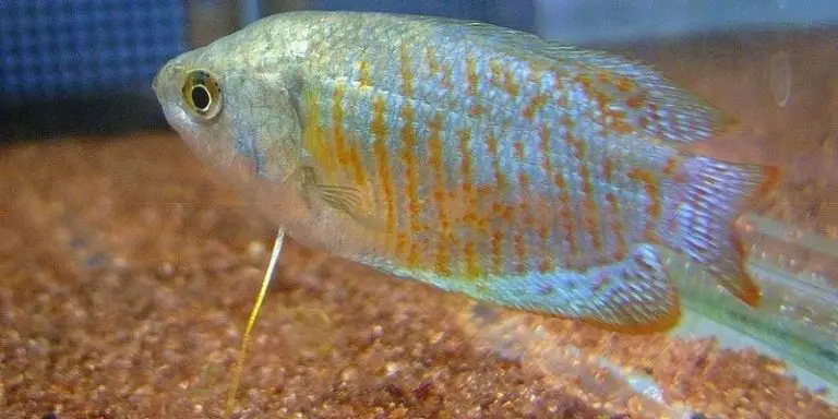 Why Is My Dwarf Gourami Losing Its Color? 3 Reasons