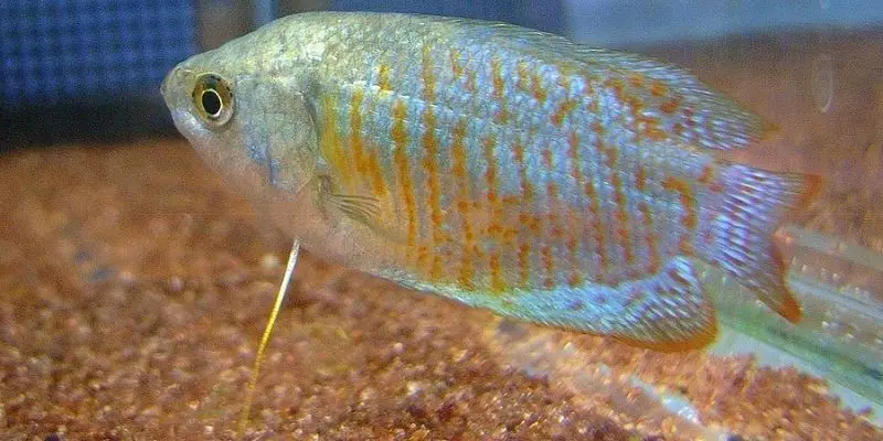 Why Is My Dwarf Gourami Losing Its Color?