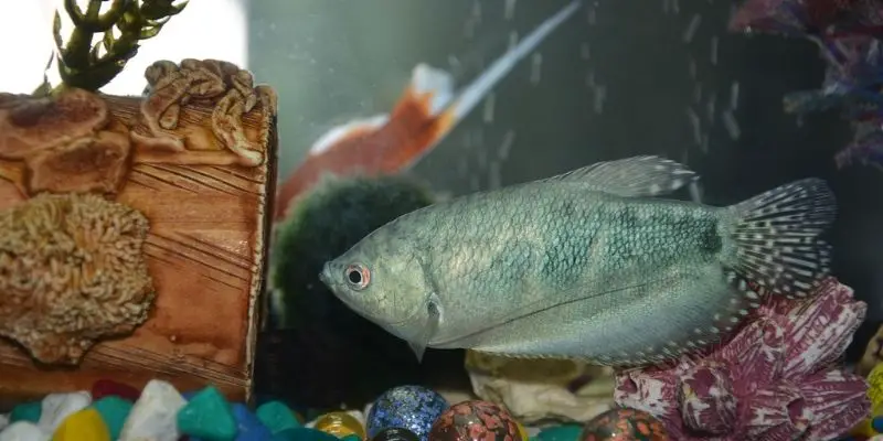 Why Is My Dwarf Gourami Not Swimming?