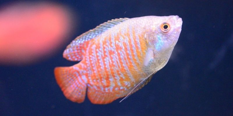 Why Is My Dwarf Gourami Swimming Up and Down?