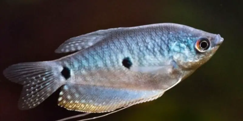 Why Three Spot Gourami is Changing Color?