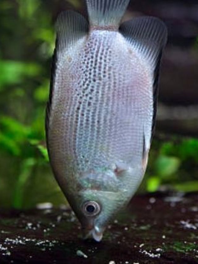 cropped-Are-Kissing-Gouramis-Aggressive.jpg