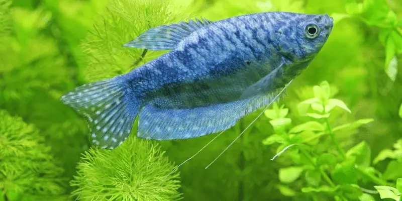 Why Is Your Blue Gourami Hiding?