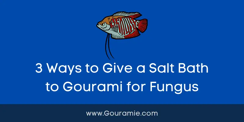 3 Ways to Give a Salt Bath to Gourami for Fungus