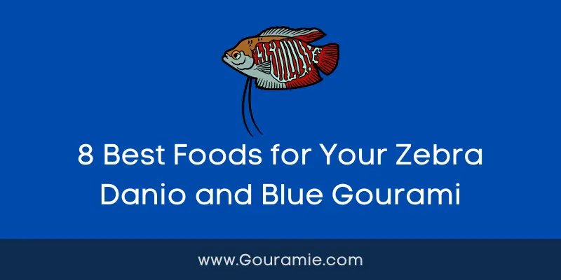 8 Best Foods for Your Zebra Danio and Blue Gourami