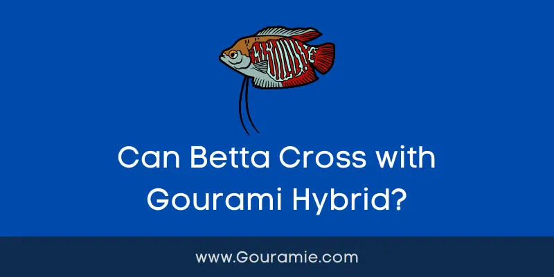 Can Betta Cross with Gourami Hybrid?