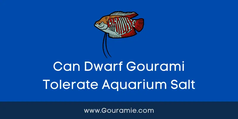 Can Dwarf Gourami Tolerate Aquarium Salt