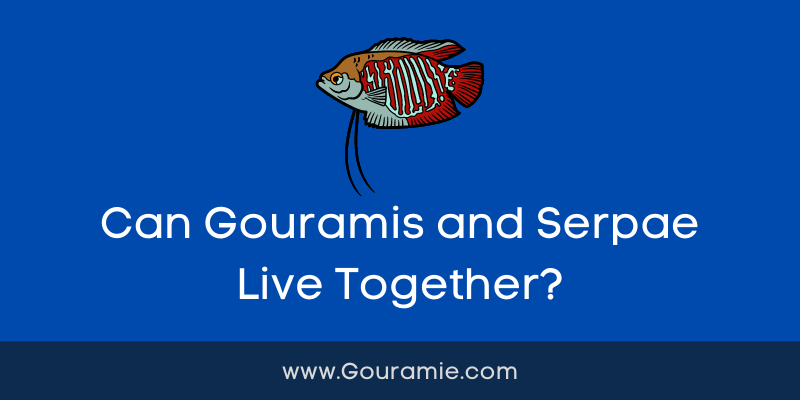 Can Gouramis and Serpae Live Together?