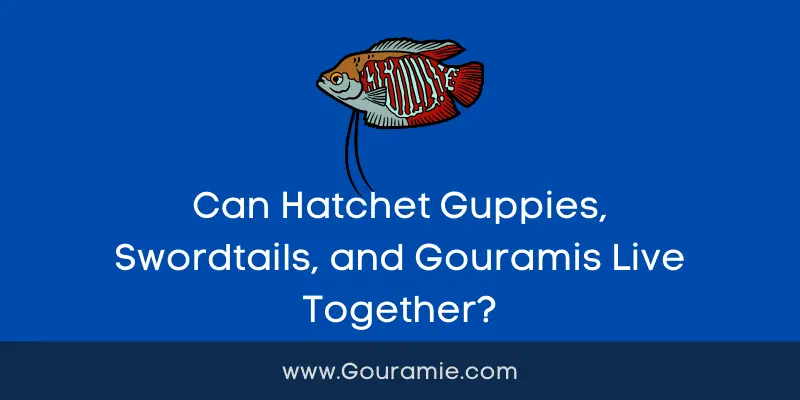 Can Hatchet Guppies, Swordtails, and Gouramis Live Together?