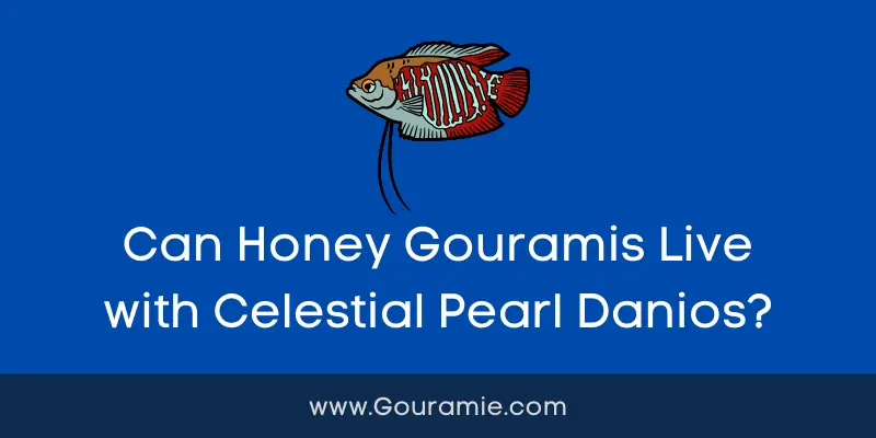 Can Honey Gouramis Live with Celestial Pearl Danios?