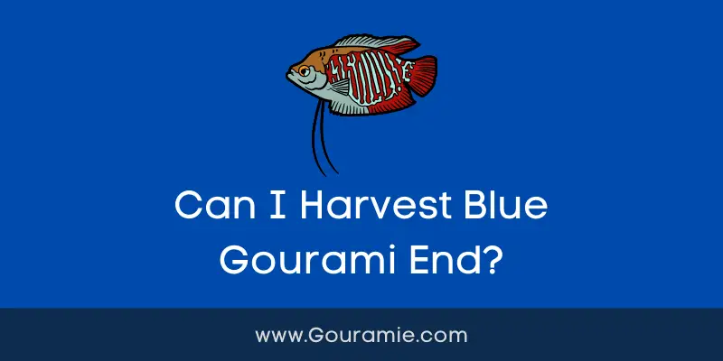 Can I Harvest Blue Gourami End?
