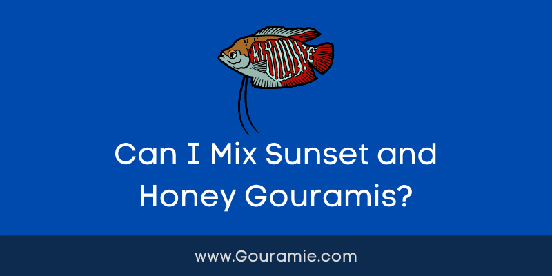Can I Mix Sunset and Honey Gouramis?